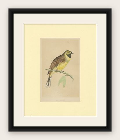 Antique Bird Print of a Cirl Bunting, shown framed