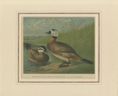 Elegant 1880 Lithographs of Ducks: White-headed Duck and Northern Pintail, view 2