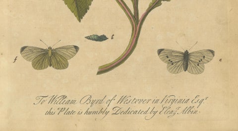 Butterfly Life Cycle on Flowering Plant, Albin Hand-Colored Engraving, ca.1720, close-up 3