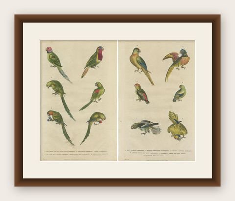 Set of 2 Hand Colored Antique Bird Prints of Parakeet Species, c.1785, shown framed