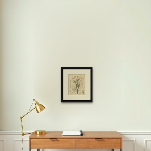 Antique Tobacco Botanical Print, Nicotiana Tabacum, c.1831, shown framed on a wall