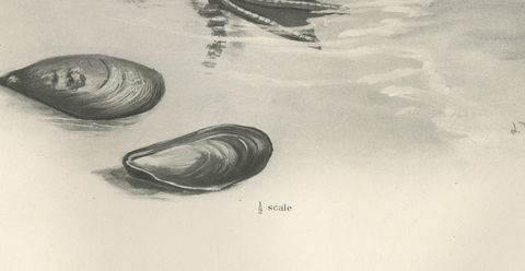 Scaup and Mussels, Antique Bird Print after Lilian Medland, circa 1909, close-up 1