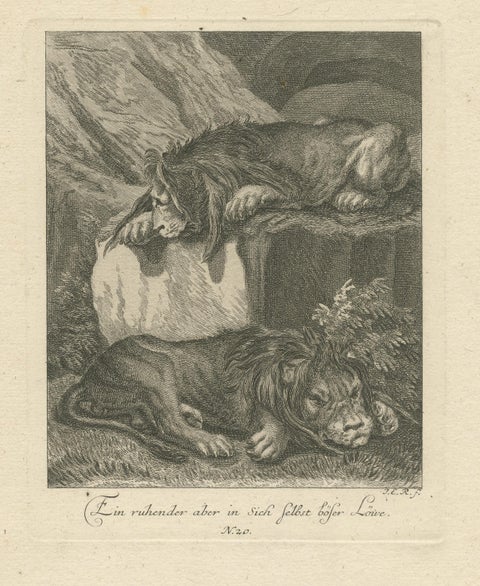 Original Antique Print of Two Lions Resting, view 3