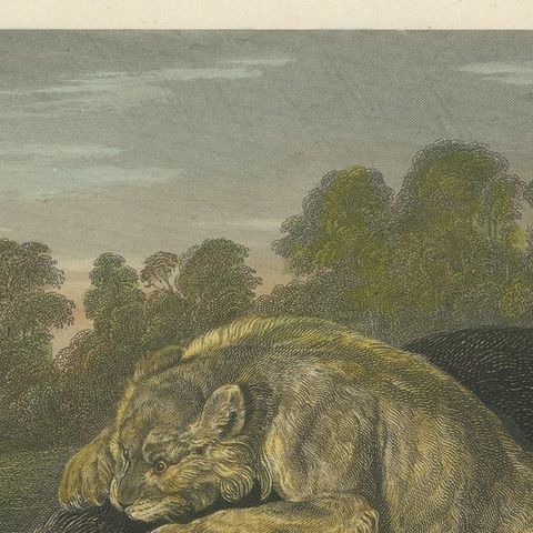 Original Steel Engraving of a Lioness and Boar, close-up 1