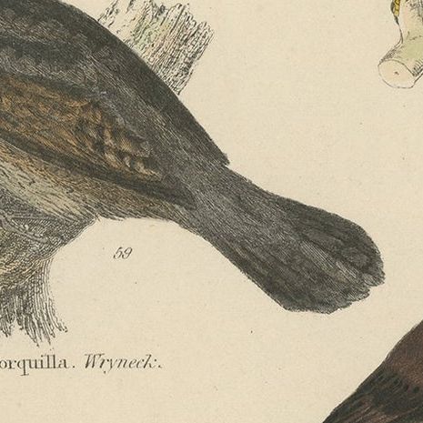Old Hand-Colored Prints of A Wryneck, Cuckoo, Pigeons and a Stock Dove, ca.1860, close-up 1