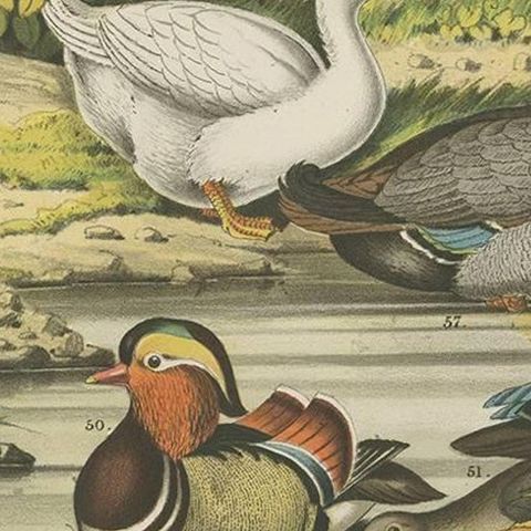 Antique Bird Print of the Mandarin Duck, Mallard and Wild Duck (1886), close-up 2