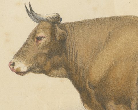 Bresse Ox, French Cattle Breed, Antique Chromolithograph by Borie, 1863, close-up 1