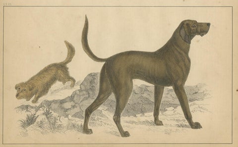 Antique Print of a Skye Terrier and Bloodhound by Fullarton, circa 1850, view 3