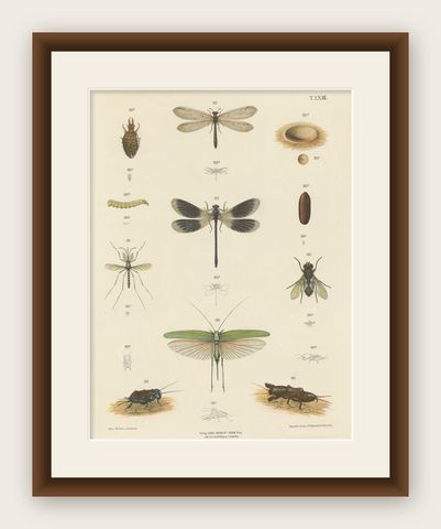 Large Antique Entomology Poster, Dragonflies, Crickets & Flies, ca.1880, shown framed