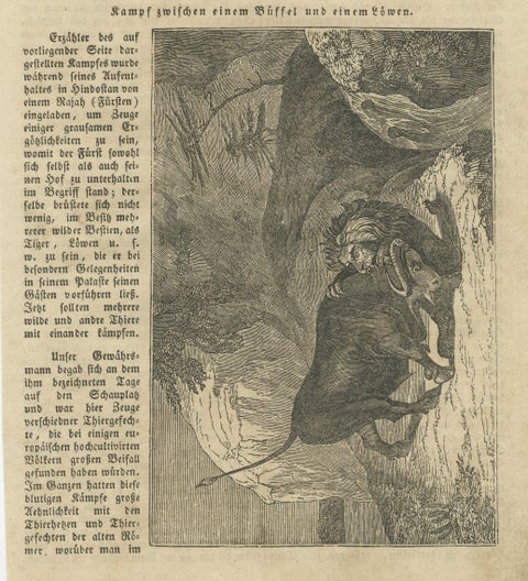 Original Antique German Print of Fight Between Buffalo and Lion, view 3