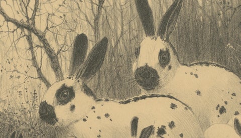 English Spot Rabbits, Wildlife Lithograph by Henri Verstijnen, c.1925, close-up 4