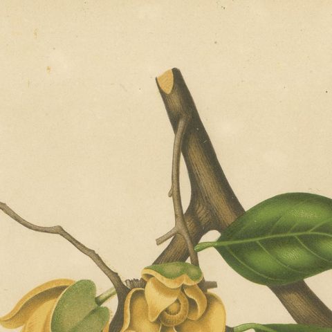 Antique Soursop Botanical Chromolithograph by Hoola van Nooten, c. 1880, close-up 6
