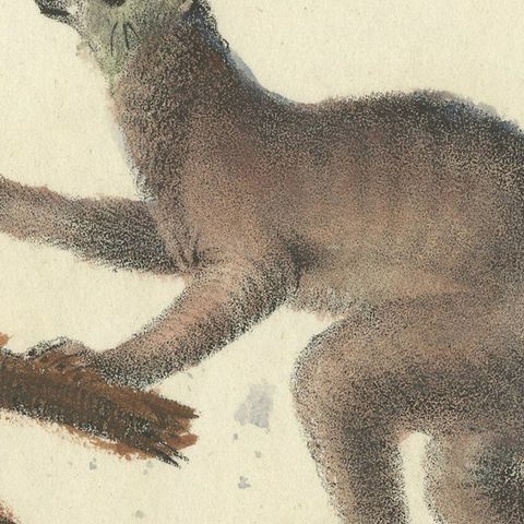 Original Antique Animal Print of a Ring-Tailed Lemur 'Lemur Catta' Monkey, 1833, close-up 4
