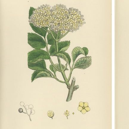 Set of 10 Antique Botanical Prints, English Botany 1902, British Wild Flowers, close-up 1