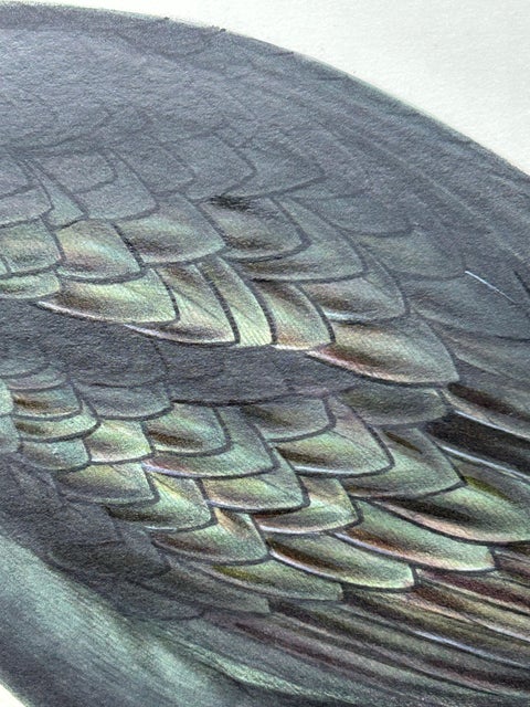 Shag or Green Cormorant, Antique Bird Print by John Gould, c.1832, view 4