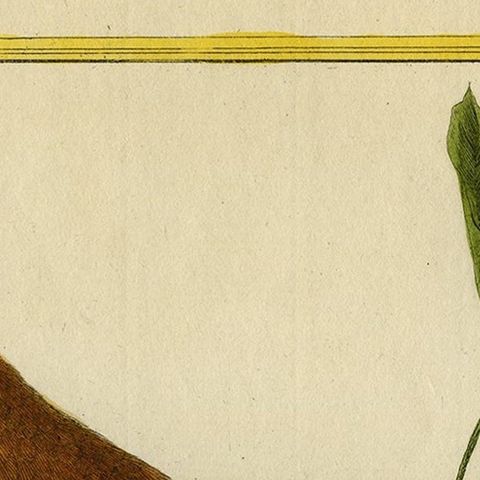 Original Hand-Colored Antique Bird Print of Tanager Bird, ca.1770, close-up 2