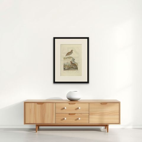 Antique Hand-colored Engraving of the Common Quail by Sepp & Nozeman, 1789, shown framed on a wall