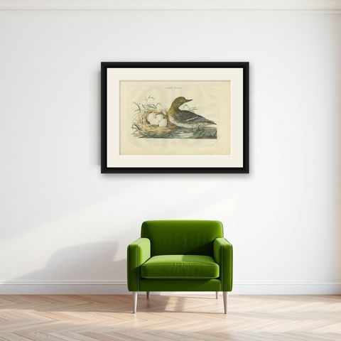 Eurasian Teal (Anas crecca), Female with Nest and Eggs, Nozeman & Sepp, 1789, shown framed on a wall