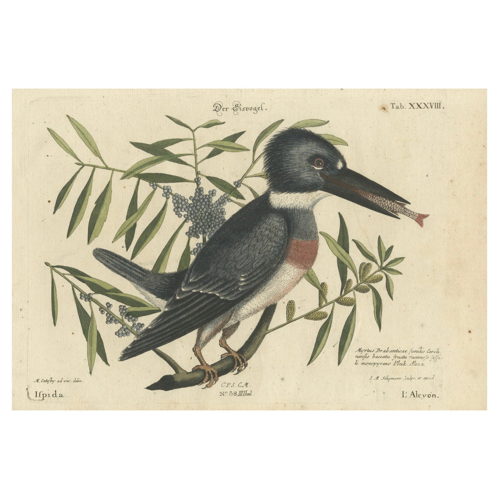 Hand-Colored Engraving of the Kingfisher by Johann Michael Seligmann, ca.1770