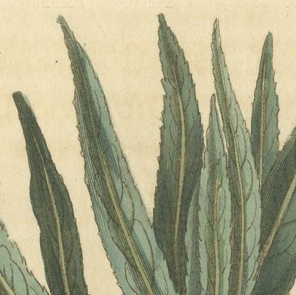 Antique Botany Print of Allium Cernuum by Curtis, 1810, close-up 1