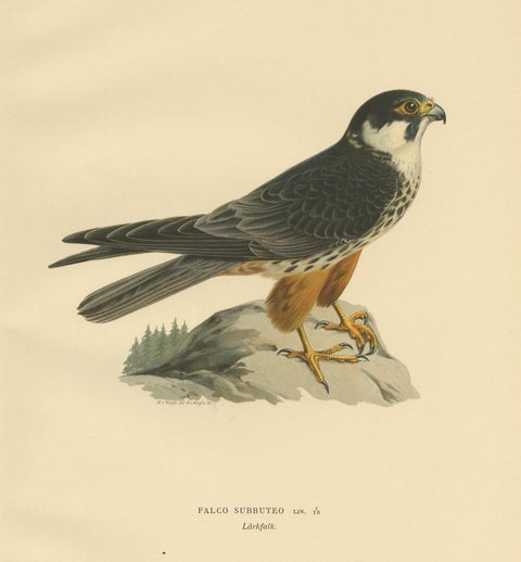 Antique Bird Print of the Eurasian Hobby Falcon by Von Wright, 1929, view 4