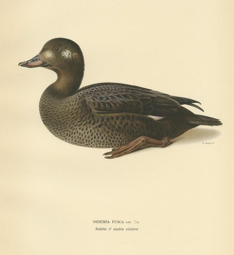 Antique Bird Print of a Young Velvet Scoter by Von Wright '1929', view 3
