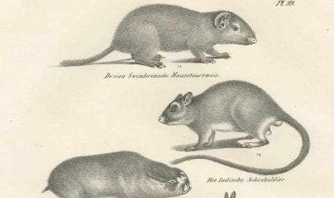 Antique Rodents & Hares Lithographs, Rabbits, Guinea Pig & Jerboa c.1830, close-up 1