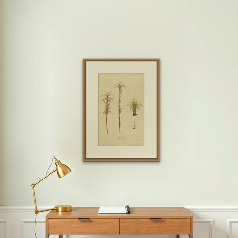 Antique Sugarcane Botanical Chromolithograph, Teboe Cheribon, Java 1892, shown framed on a wall