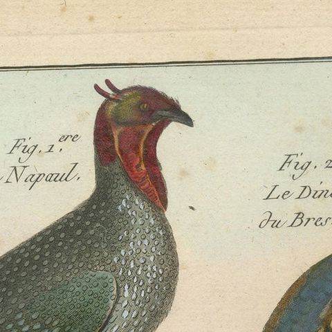 Rich & Bright, Hand-Colored, Rare Copper Engraving of Four Birds (1792)., close-up 1