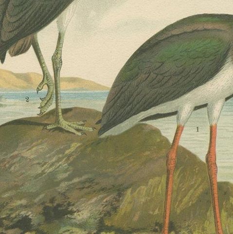 Antique Bird Print of the Black Stork by Naumann, circa 1895, close-up 2