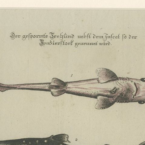 Antique Print of Various Fishes and an Insect by Seligmann 'c.1768', close-up 1