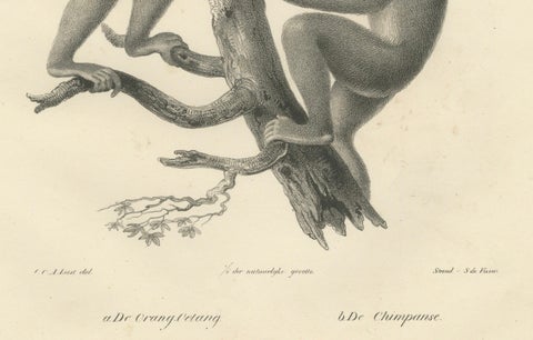 Orangutan, Chimpanzee, Siamang & Gibbons, Lithographs by C.Last, 1836, Primates, close-up 4
