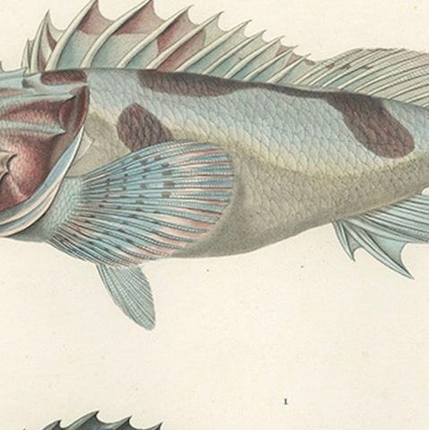 Museum-Quality Illustration of Rare Pacific Fish, Hand-Colored 1846, close-up 5