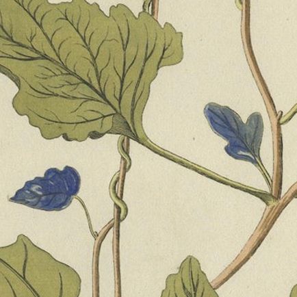 Convolvulus Jalapa Botanical Engraving - Icones Plantarum Medicinalium, 1788, close-up 5