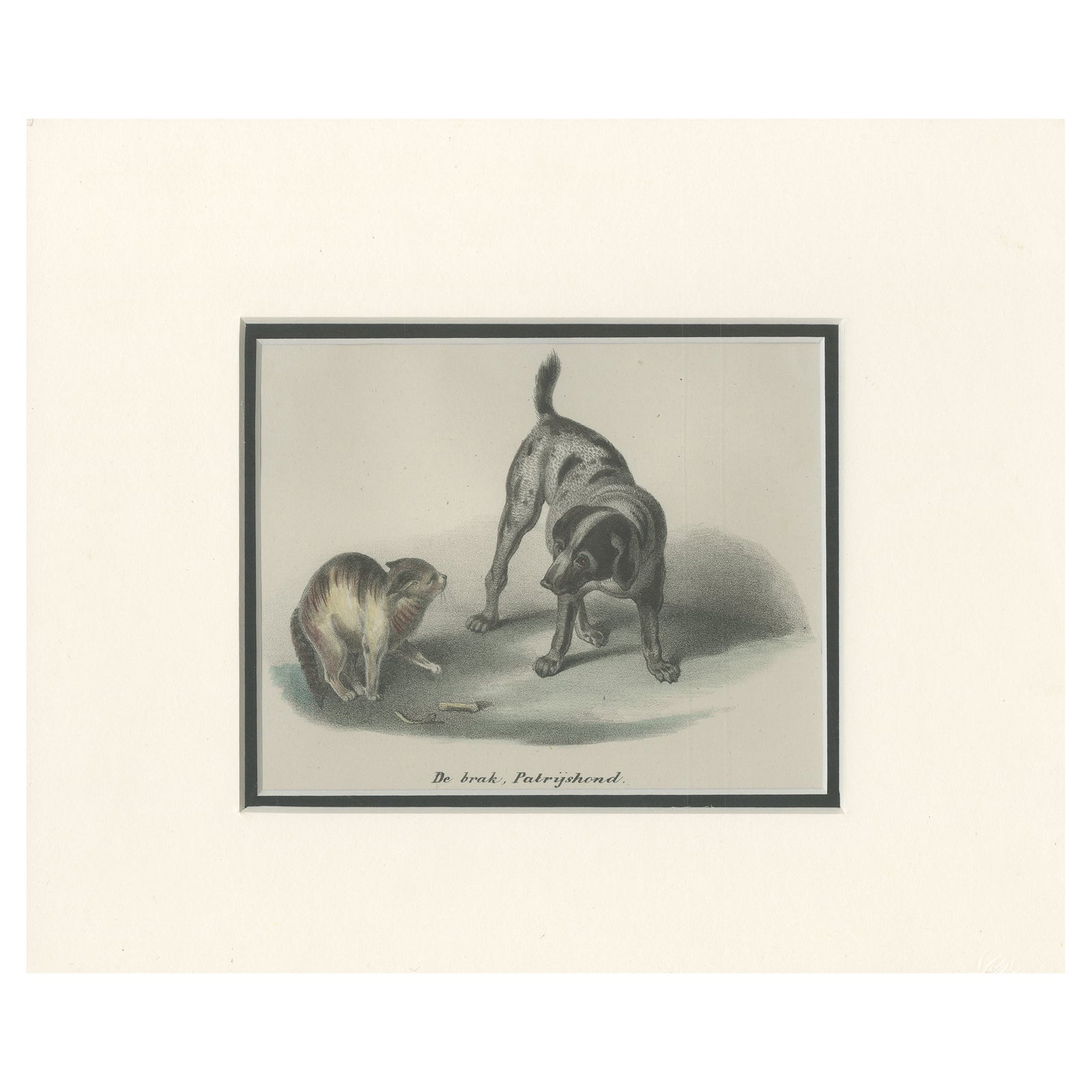 Antique Print of a Partridge Dog by Schinz '1845'