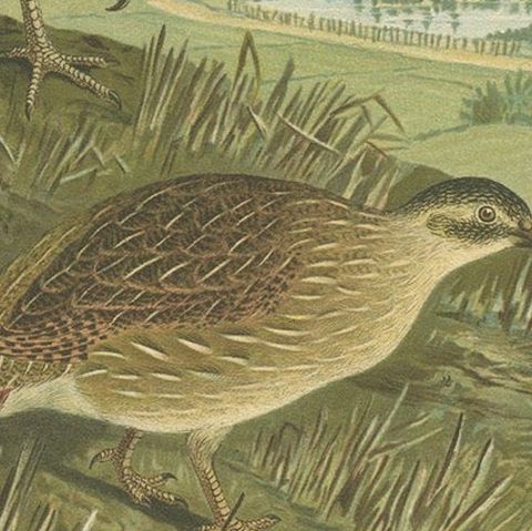 Partridges in Rural Landscape, Antique 19th Century Bird Chromolithograph, close-up 6