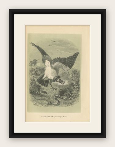 Antique Bird Print of the King Vulture, '1853', shown framed