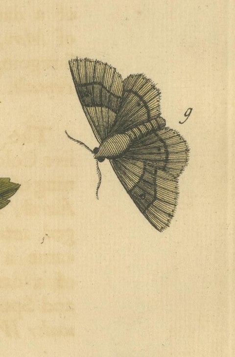 English Moths on Oak & Elm, Hand-Colored Entomology Engraving, Albin 1720, view 7