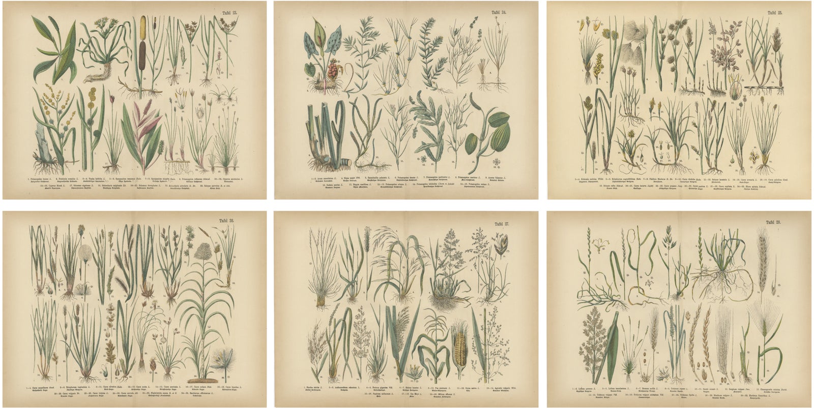 Antique Botanical Prints Set, German Atlas Plants & Grasses, circa 1885