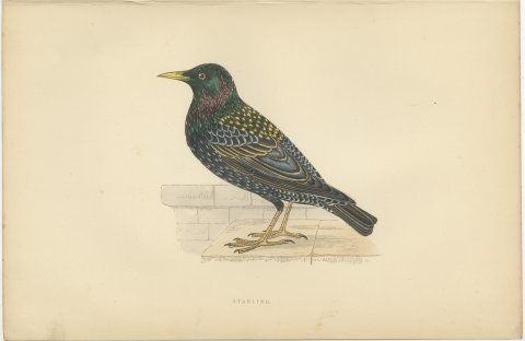 Starling on a Stone Ledge, Hand Colored Wood Engraving, Morris, 1896, view 2