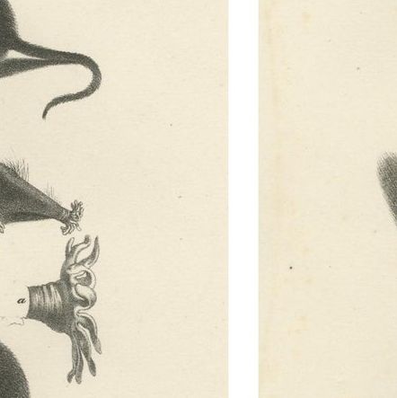 Moles, Shrews, and Burrowing Mammals from 'The Mammals' Natural History, 1836, close-up 2