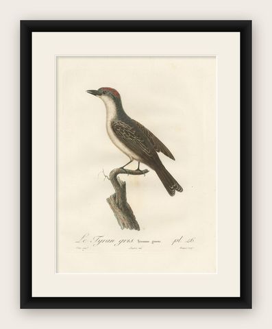 1807 Gray Kingbird Print - 'Le Tyran Gris' Antique Ornithological Illustration, shown framed