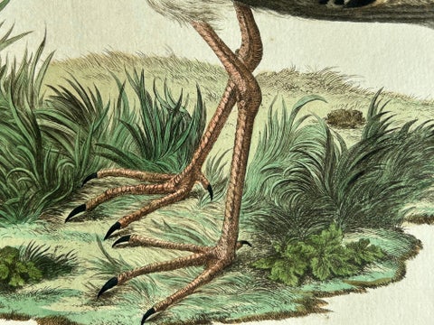 Ruff Bird Print with Nest, Tringa Pugnax by Nozeman and Sepp, 1770, view 6