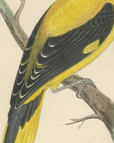 Golden Oriole Looking Upward, Antique Hand Colored Print, Morris, 1896, close-up 2