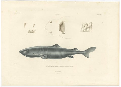 Antique Print of Greenland Shark with Anatomical Details, Paris, 1845, close-up 1