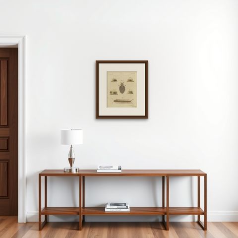 Centipede, Dung Beetle and Ant Lion, Antique Bertuch Print, circa 1805, shown framed on a wall