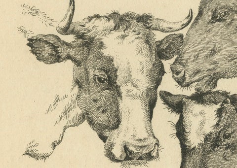Etching of Four Cow Heads: Detailed Farm Animal Study by Oberman, 1809, close-up 3