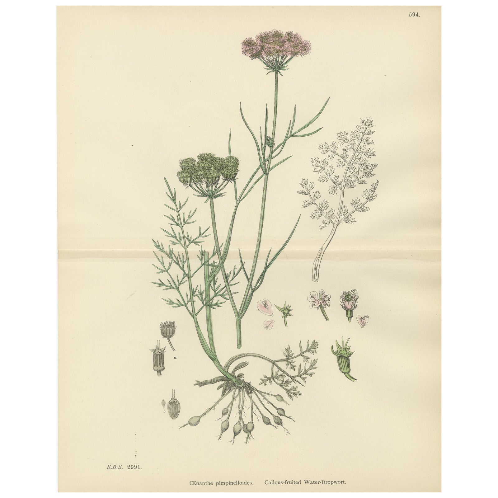 Antique English Botanical Print, Callous-Fruited Water-Dropwort c.1902
