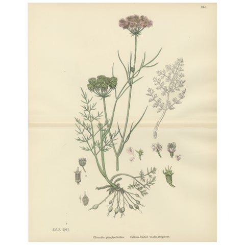 Antique English Botanical Print, Callous-Fruited Water-Dropwort c.1902