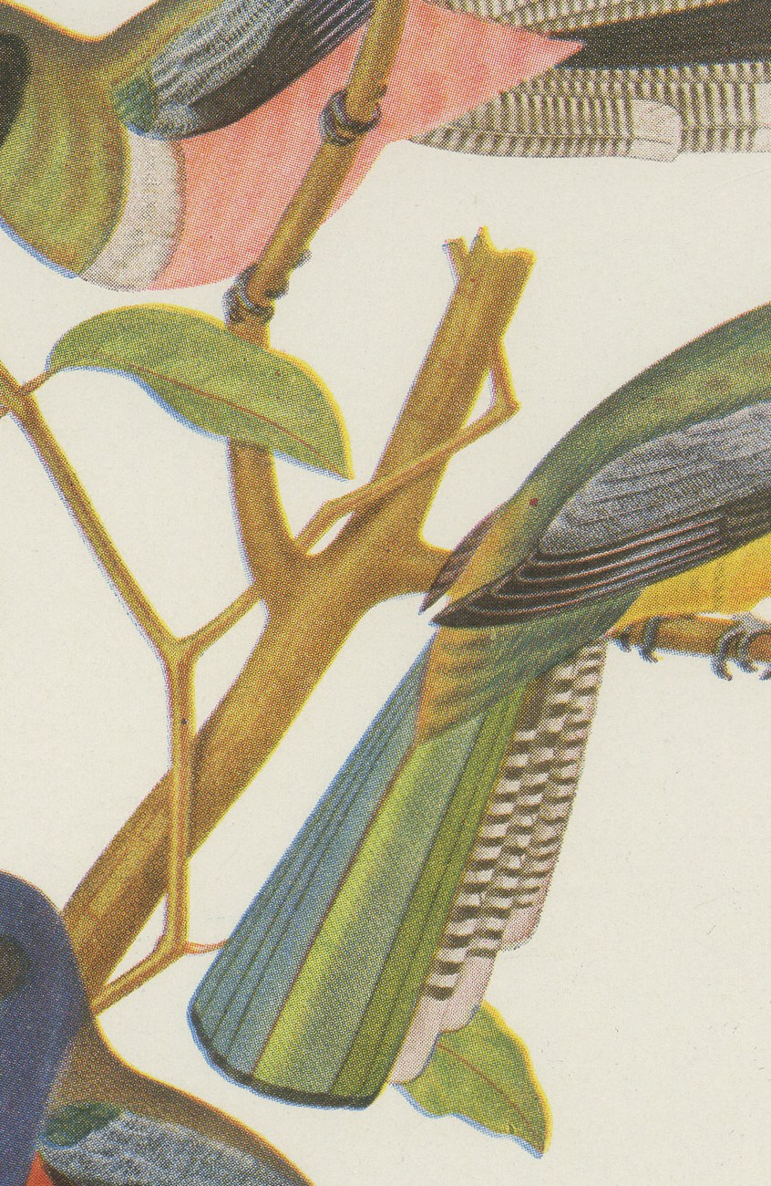 Trogons and Jays, Brazilian Bird Print, Descourtilz, 1944, view 4